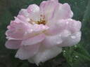 Bellissimo Mum rose photo