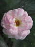 Bellissimo Mum rose photo