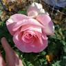 Falling in Love ™ rose photo