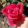 Mirandy rose photo