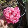 Mrs. B.R. Cant rose photo