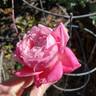 Mrs. B.R. Cant rose photo