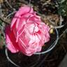Mrs. B.R. Cant rose photo