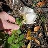 Smooth Talk rose photo