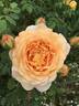 Golden Celebration ™ rose photo