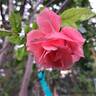 Favorite rose photo