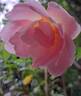 Pink Chantilly rose photo