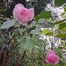 The Mill On The Floss rose photo