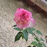 Borneo Odore Clg rose photo