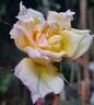 Flame Origami rose photo