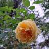 Bathsheba rose photo