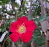 Candia Meillandécor ® rose photo