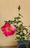 E02-1 rose photo