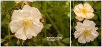 Martha Ford rose photo