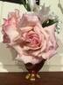 Maman Cochet rose photo