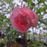 Bordure Rose No. 2 rose photo