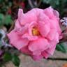 Rigo Bonapart rose photo