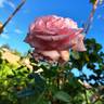 Frederic Mistral rose photo