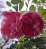 Penelope Lively rose photo
