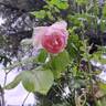 The Wedgwood Rose rose photo