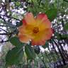 Summer of Love rose photo