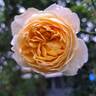 Vanessa Bell rose photo