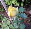 Isabelle Joerger rose photo