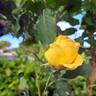 Isabelle Joerger rose photo