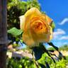Isabelle Joerger rose photo