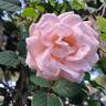 Clair Renaissance ™ rose photo