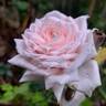Catherine Frot rose photo
