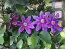 Fireworks clematis photo