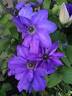 Ramona clematis photo
