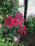 Allanah clematis photo