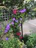 Allanah clematis photo