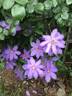C. 'Kathleen Wheeler' clematis photo