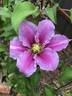 Piilu clematis photo