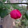 Young Lycidas rose photo