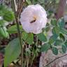 Yvonne Rabier rose photo