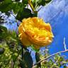 Henri Delbard rose photo