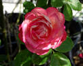 Acropolis ® rose photo