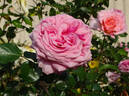 Aloha rose photo