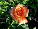 Arizona (grandiflora, Swim rose photo