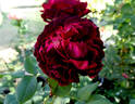 Astrid Gräfin von Hardenberg rose photo
