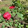 Titian rose photo
