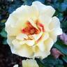 Rise Up™ Ringo ® rose photo
