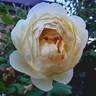 Juliette Greco ® rose photo