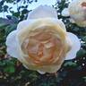 Juliette Greco ® rose photo