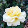 Golden Masterpiece rose photo
