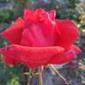 Arkansas rose photo